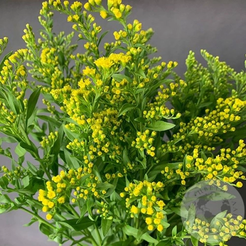 5 солидаго желтых в магазине Цветы Планеты