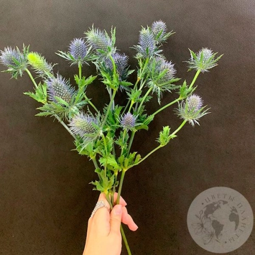 Эрингиум 3 шт. в магазине Цветы Планеты