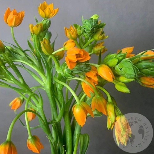 Орнитогалум оранжевый 9 шт. в магазине Цветы Планеты