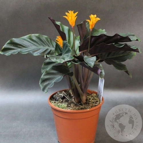 Калатея Кроката в магазине Цветы Планеты