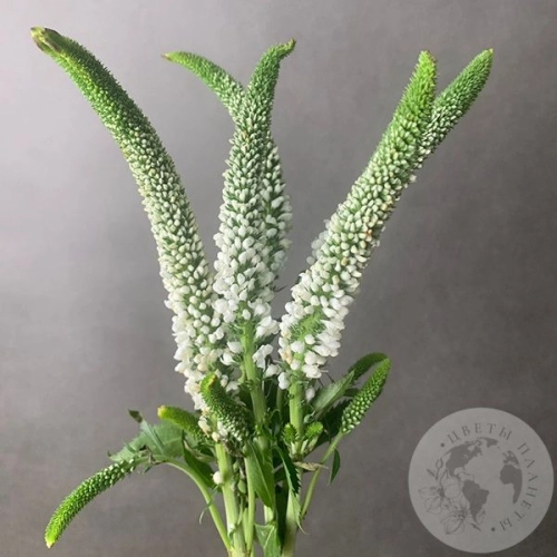 Вероника белая 5 шт. в магазине Цветы Планеты