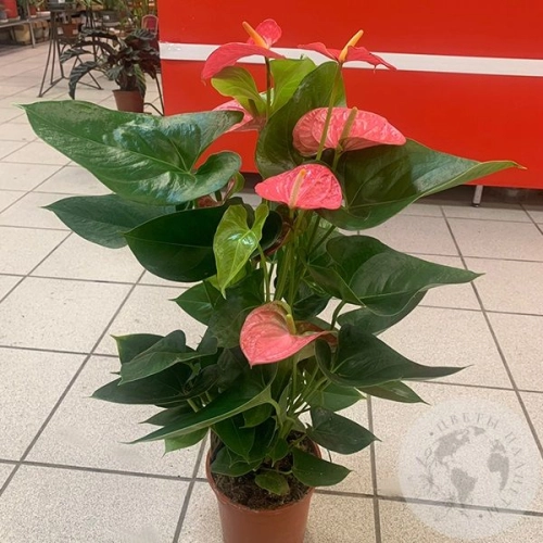 Антуриум или Мужское счастье в магазине Цветы Планеты Антуриум или Мужское счастье