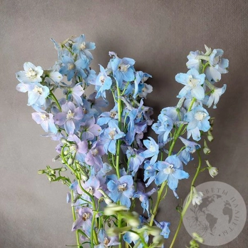 Дельфиниум 5 шт. в магазине Цветы Планеты