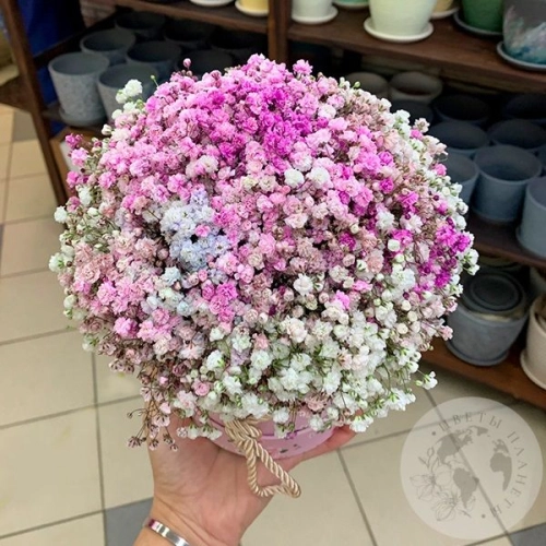 Композиция из розовой гипсофилы в коробке в магазине Цветы Планеты