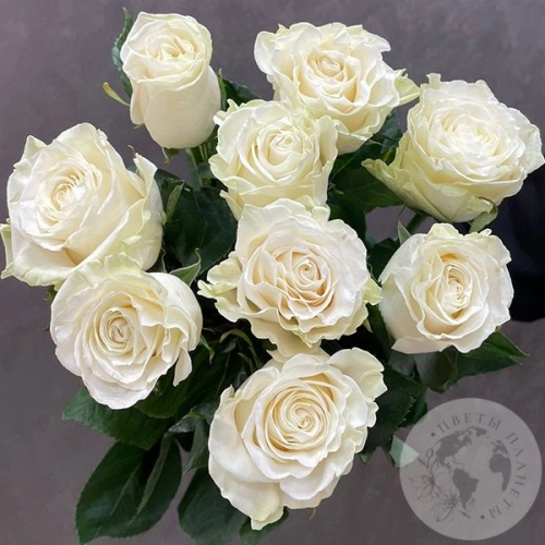9 роз белых 70 см. 9 роз белых 70 см. в магазине Цветы Планеты