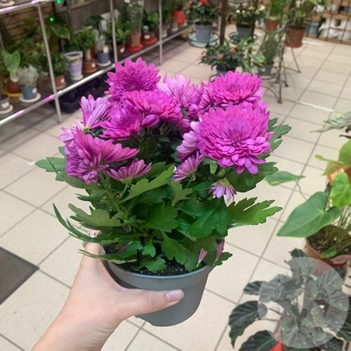 Хризантема комнатная розовая в магазине Цветы Планеты Хризантема комнатная розовая