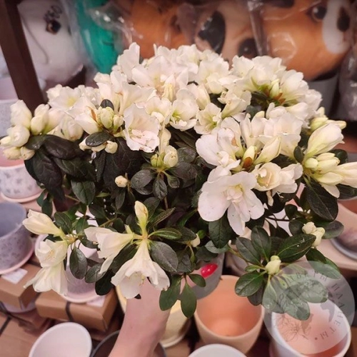 Азалия белая в магазине Цветы Планеты