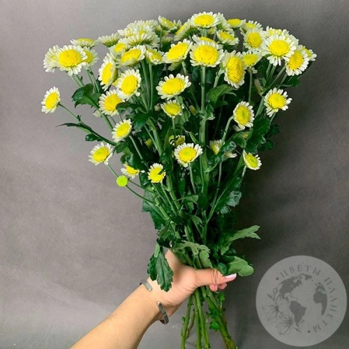 9 Сантини бело-желтых