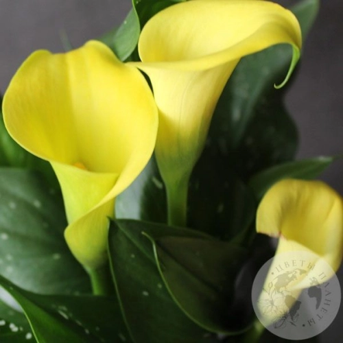 Каллы домашние желтые в магазине Цветы Планеты