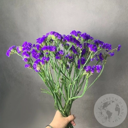 Статица синяя 9 шт. в магазине Цветы Планеты