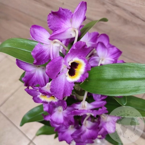 Орхидея Дендробиум фиолетовая в магазине Цветы Планеты Орхидея Дендробиум фиолетовая в магазине Цветы Планеты