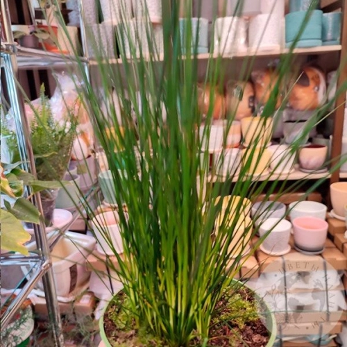 Джункус (Ситник)