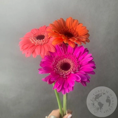 3 герберы мини МIХ в магазине Цветы Планеты