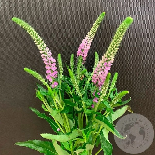 Вероника розовая 3 шт. в магазине Цветы Планеты