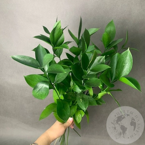 Рускус 9 шт. в магазине Цветы Планеты