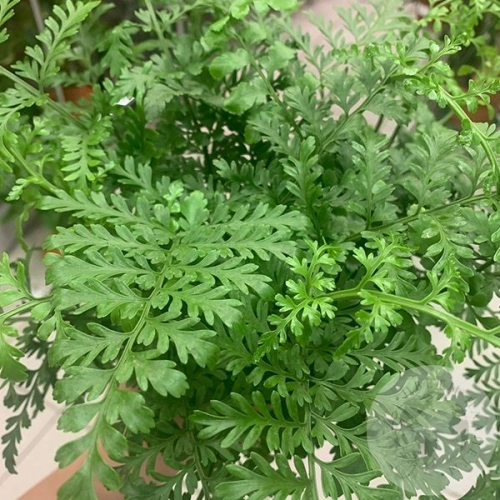 Папоротник