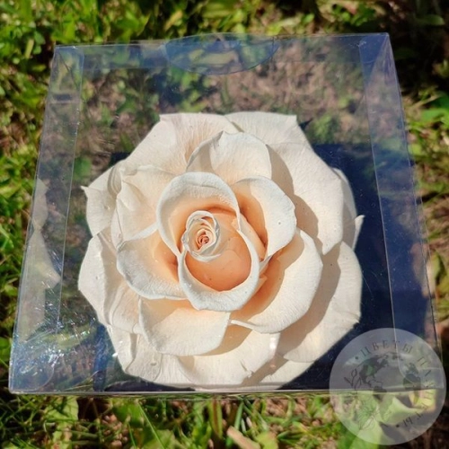 Стабилизированная роза белая в магазине Цветы Планеты