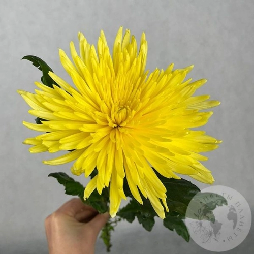 Хризантема желтая