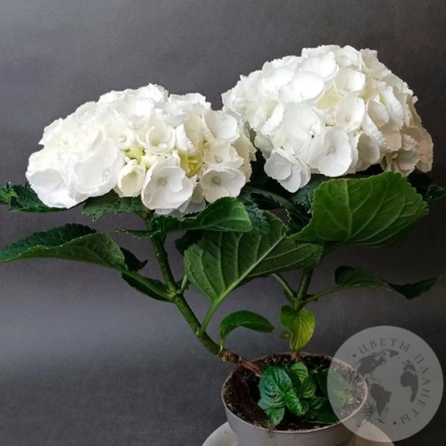 Гортензия комнатная в магазине Цветы Планеты