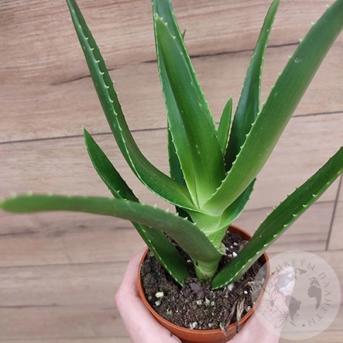 Алоэ в магазине Цветы Планеты