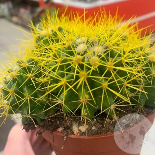 Эхинокактус Грузони золотой