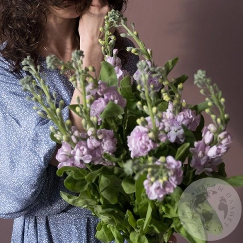 Маттиола светло-розовая 9 шт. в магазине Цветы Планеты