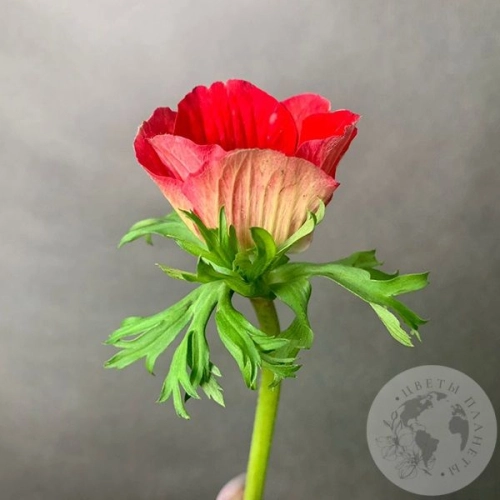 Анемон в магазине Цветы Планеты