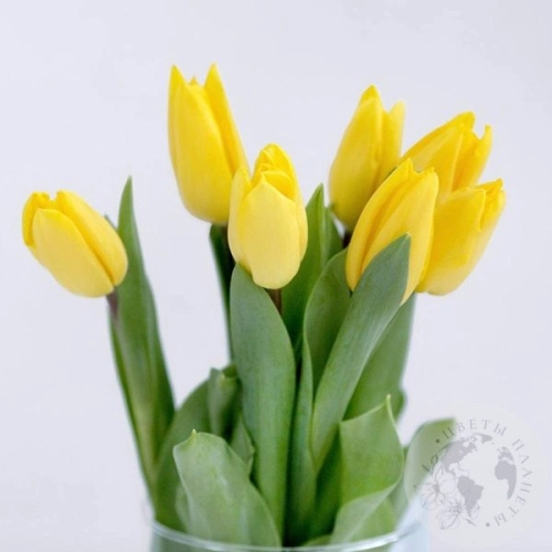 7 тюльпанов желтых в магазине Цветы Планеты