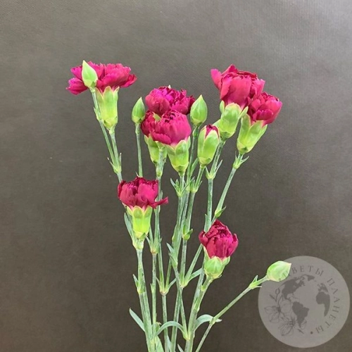 3 гвоздики кустовых фуксия