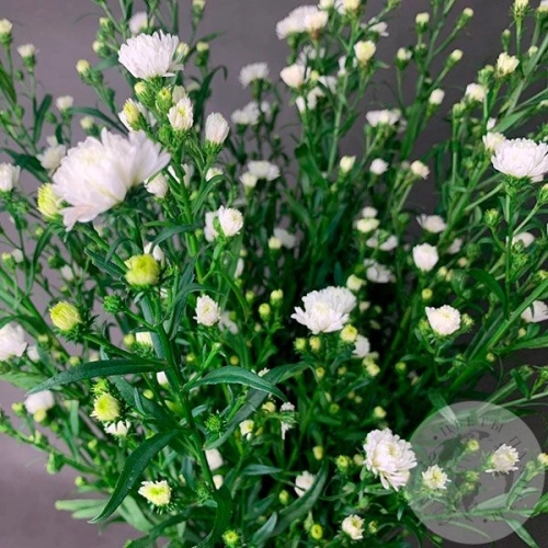 Астер белый 13 шт. в магазине Цветы Планеты