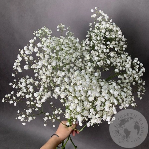 Гипсофила белая 5 шт. Гипсофила белая 5 шт. в магазине Цветы Планеты