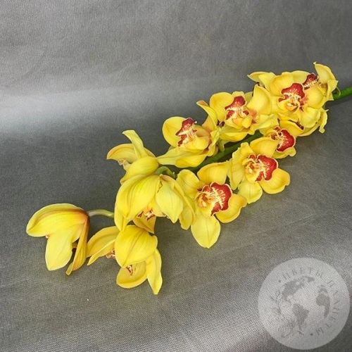 Орхидея Цимбидиум желтая