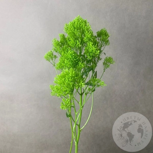 Трахелиум зеленый в магазине Цветы Планеты