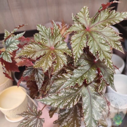 Бегония Грифон в магазине Цветы Планеты