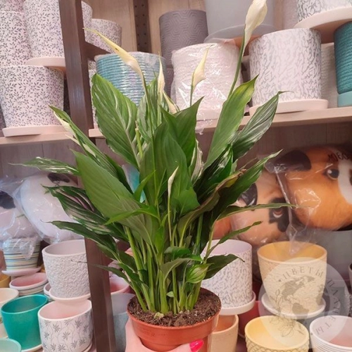 Спатифиллум комнатный в магазине Цветы Планеты