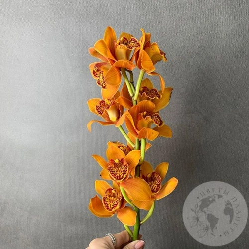 Орхидея мини рыжая