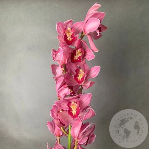 Орхидея Цимбидиум розовая