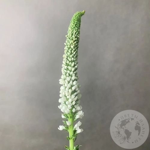 Вероника белая в магазине Цветы Планеты