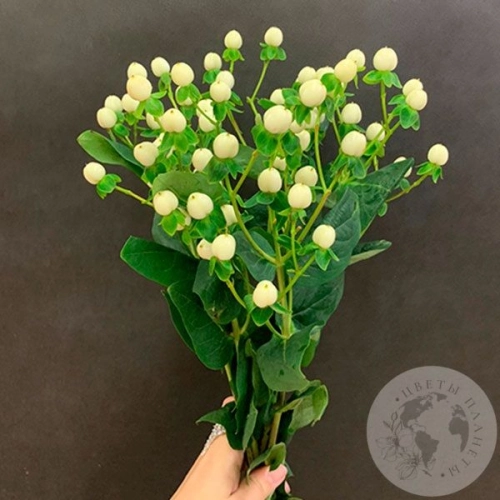 Гиперикум белый 5 шт. в магазине Цветы Планеты