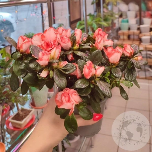 Азалия бело-коралловая в магазине Цветы Планеты