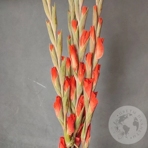 Гладиолус 5 шт. в магазине Цветы Планеты