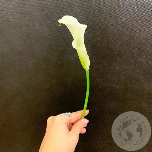 Каллы белые