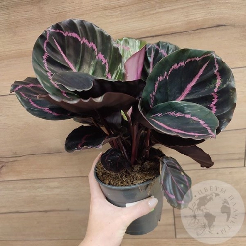 Калатея Дотти в магазине Цветы Планеты Калатея Дотти в магазине Цветы Планеты