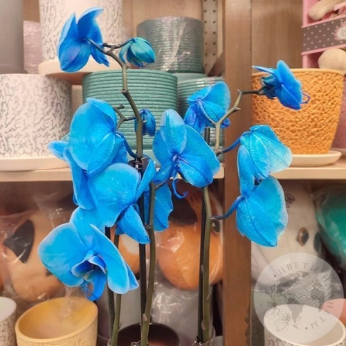 Орхидея краш синяя в магазине Цветы Планеты