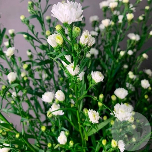 Астер белый 11 шт. в магазине Цветы Планеты