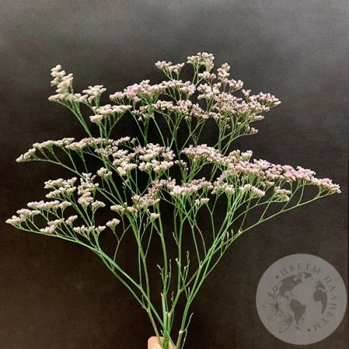 Лимониум розовый 3 шт. Лимониум розовый 3 шт. в магазине Цветы Планеты