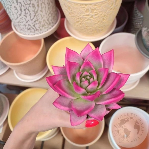 Эхеверия фуксия в магазине Цветы Планеты