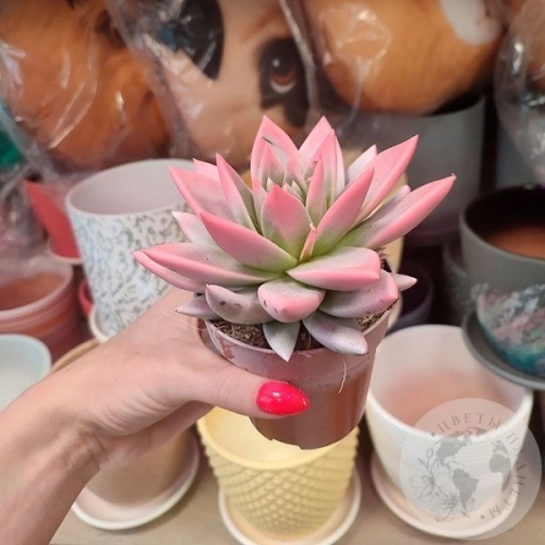 Эхеверия комнатная в магазине Цветы Планеты