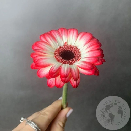 Гербера мини красно-белая