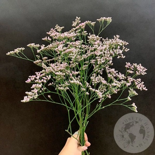 Лимониум розовый 5 шт. Лимониум розовый 5 шт. в магазине Цветы Планеты